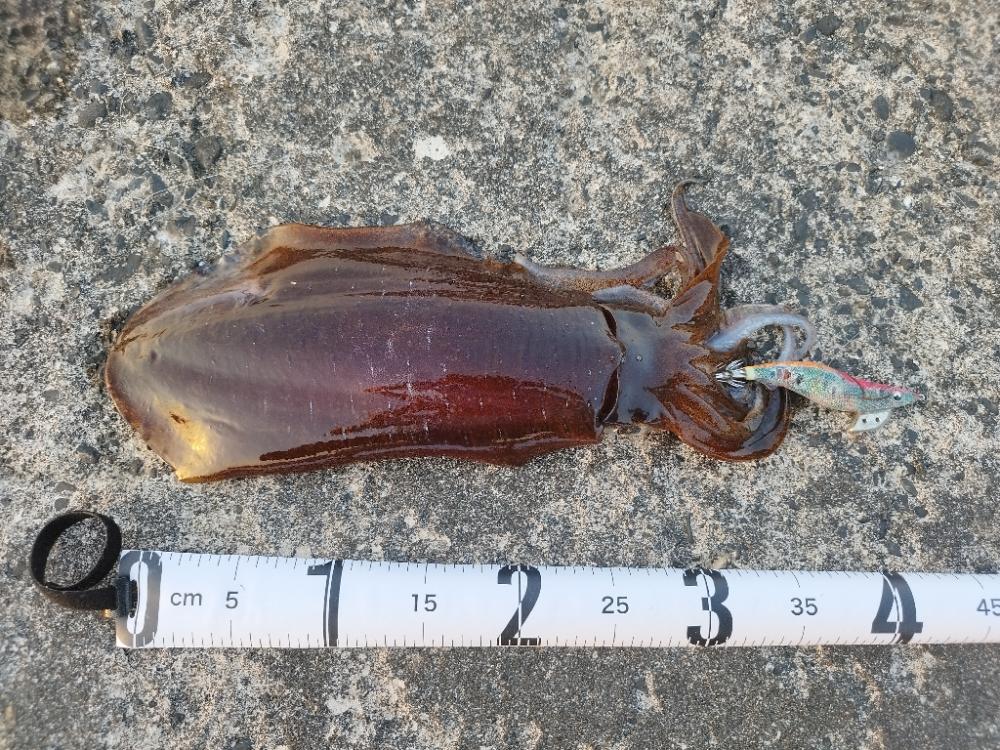 ついに来た!春イカ