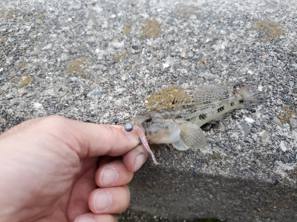 雨上がりの濁りからの深夜の釣行