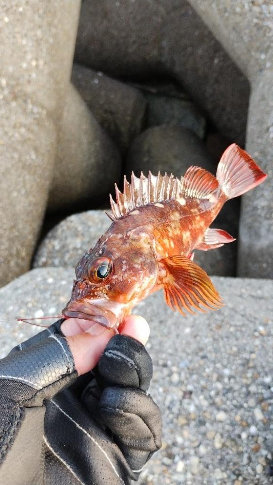 たまらず穴釣り