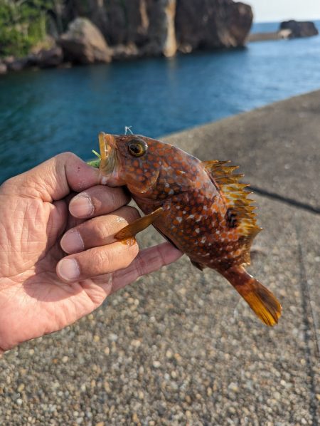 陸っぱり釣行記