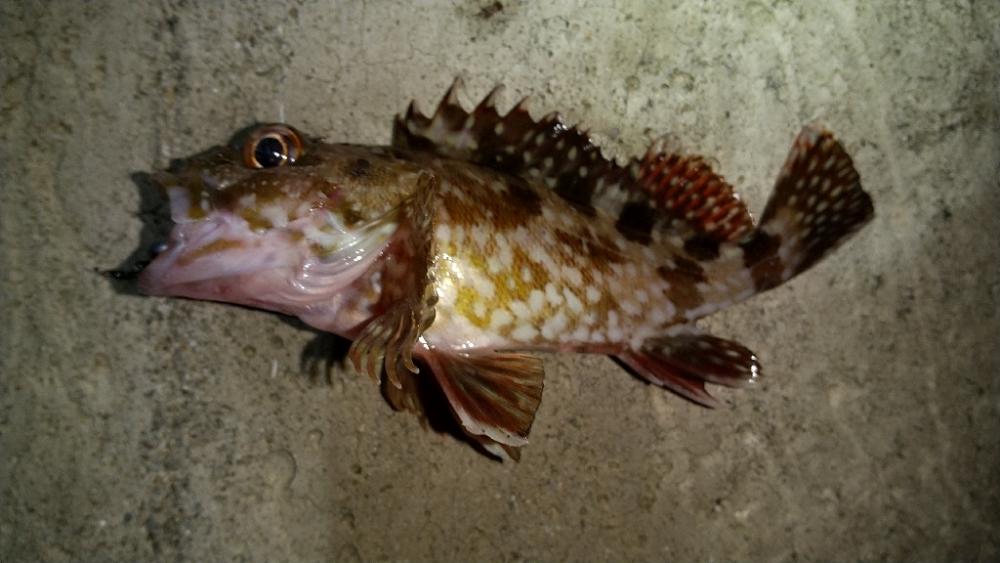 メバルを求めて