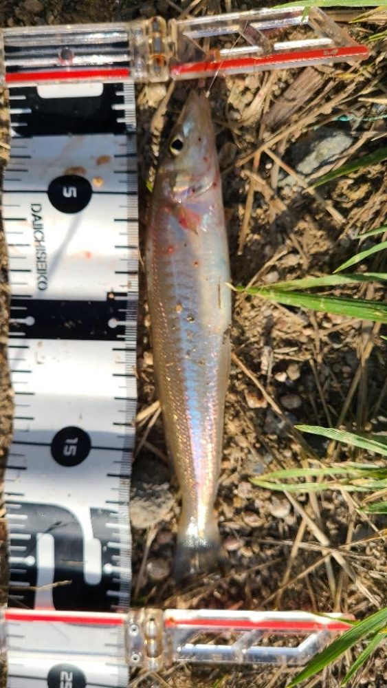 アコウは何処へ？