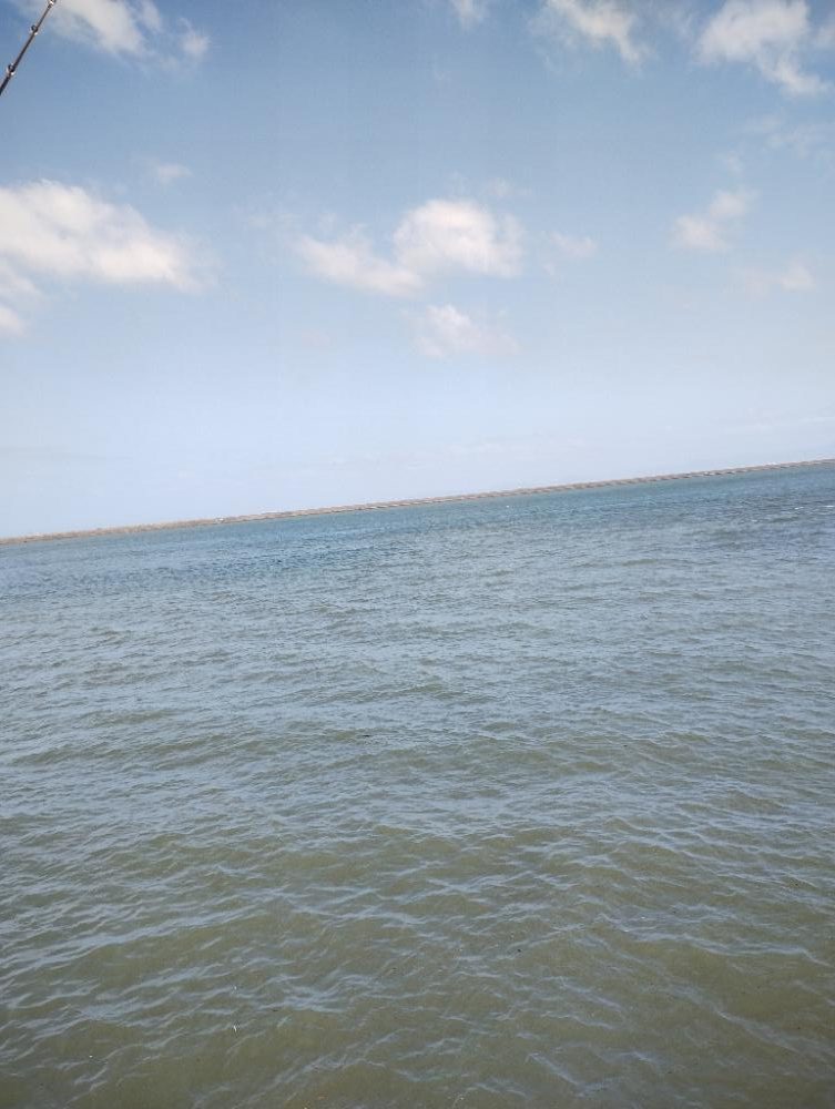 大雨後のタコ調査