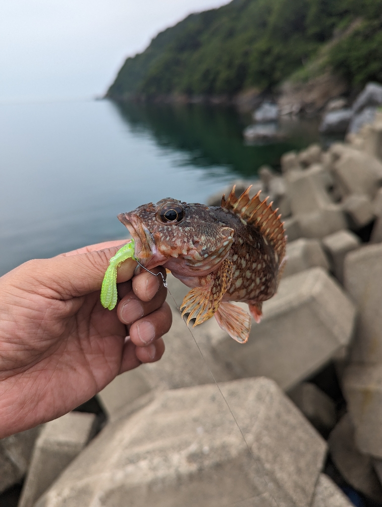 陸っぱり釣行記