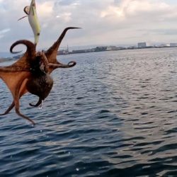 タコタコタコエイ(; ꒪ㅿ꒪)