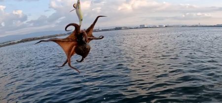 タコタコタコエイ(; ꒪ㅿ꒪)