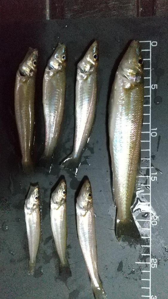 ウロコ付け〜キス