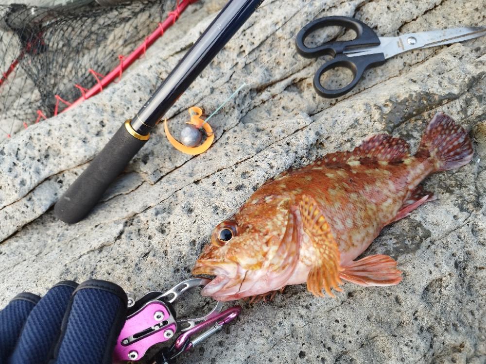 自作タイラバでアコウ