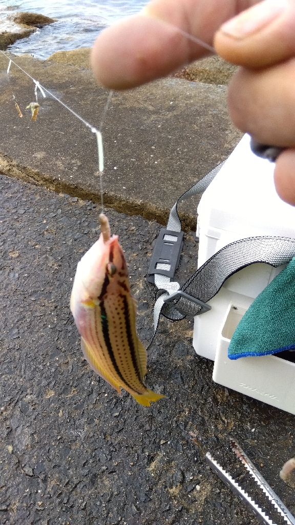 苅屋海岸のキス釣り