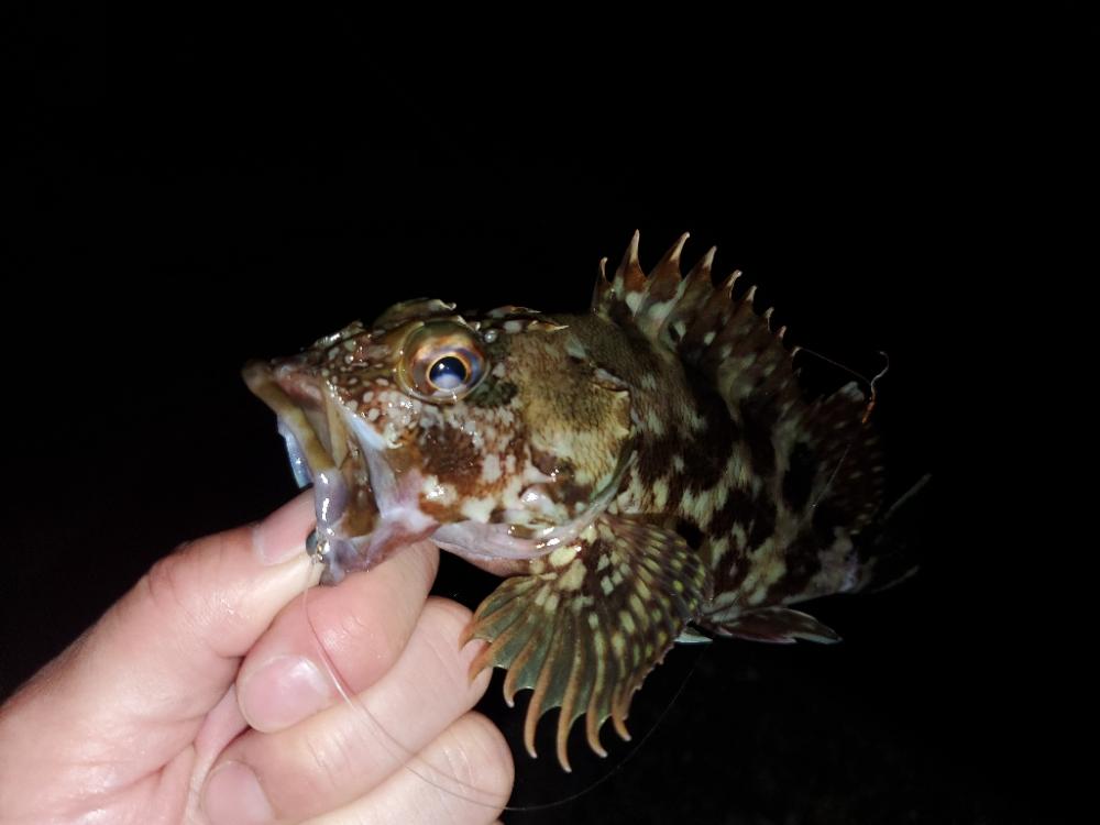 夜な夜な漁港巡り