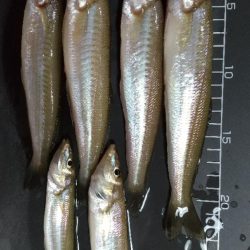 キス釣り~ベストシーズン?