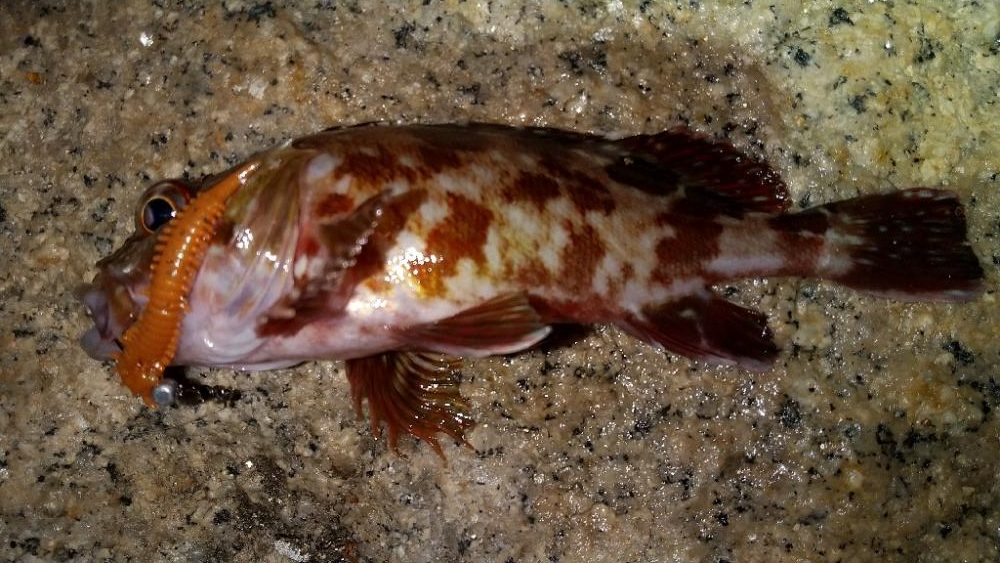 メバルを求めて藤江海岸