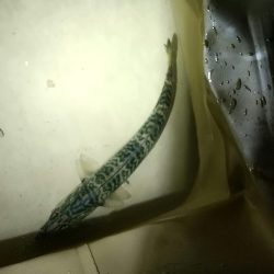 メバル見つけられず!