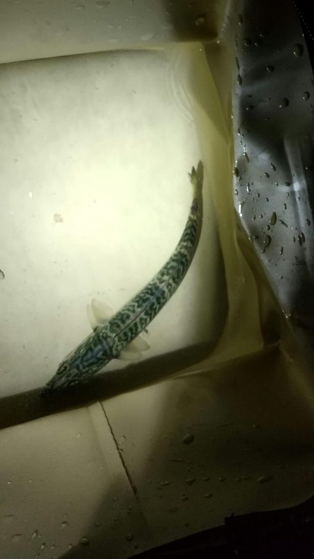 メバル見つけられず!