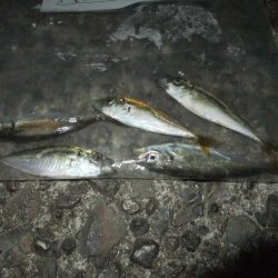 久々のアジング