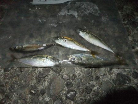 久々のアジング