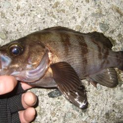 梅雨メバルも終盤