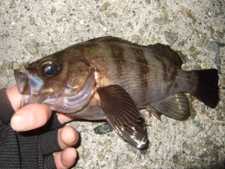 梅雨メバルも終盤