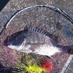 和歌山市某所で落とし込み 真チヌ40cm前後以下計3枚