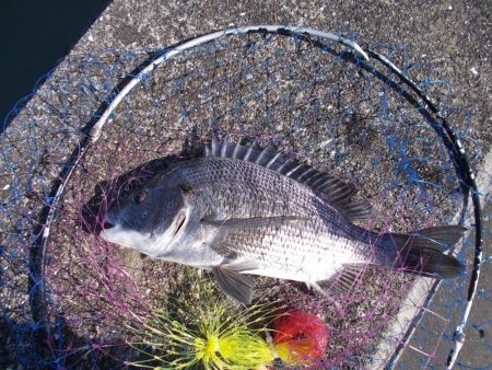 和歌山市某所で落とし込み 真チヌ40cm前後以下計3枚