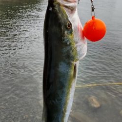 メジロはデカサバがお好き