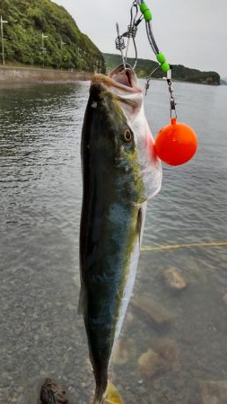 メジロはデカサバがお好き