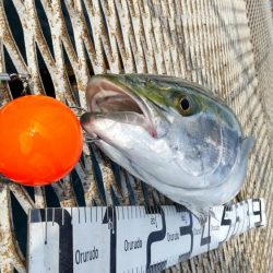 ブリ釣るならここでしょ！