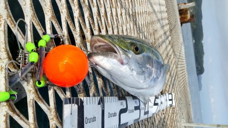 ブリ釣るならここでしょ！