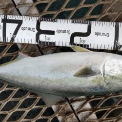 やっぱり居ました