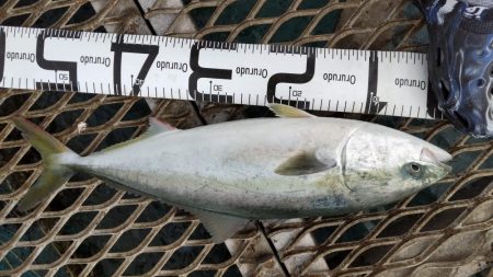 やっぱり居ました