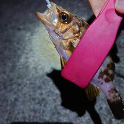 西二見で梅雨メバリング