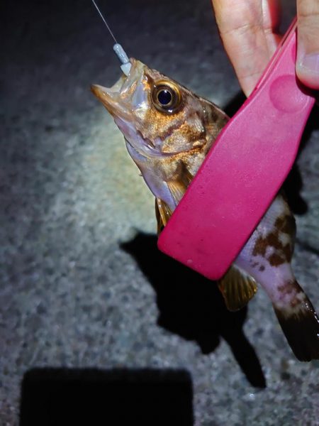 西二見で梅雨メバリング
