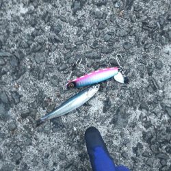 やっと春?青物ゲット!