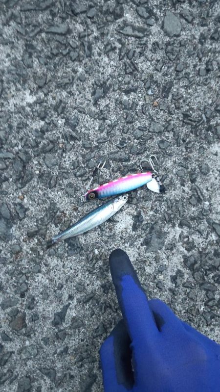 やっと春?青物ゲット!