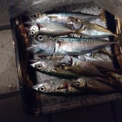 サビキでソゲゲット👍