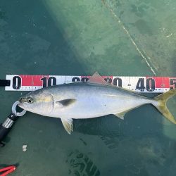 大分川河口　付近