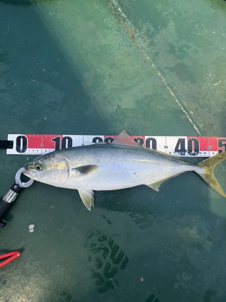 大分川河口　付近