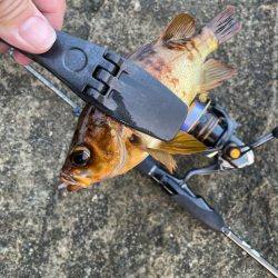 2023 佐渡ヶ島 ライトゲーム 6月10日