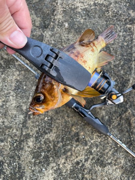 2023 佐渡ヶ島 ライトゲーム 6月10日