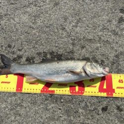 石狩湾新港で、五目釣り!!ハゼ、カレイとチカ狙い!!