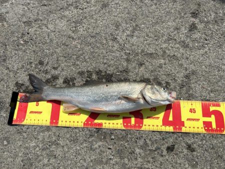 石狩湾新港で、五目釣り!!ハゼ、カレイとチカ狙い!!