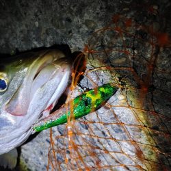 シーバス2匹　複数は難しいです