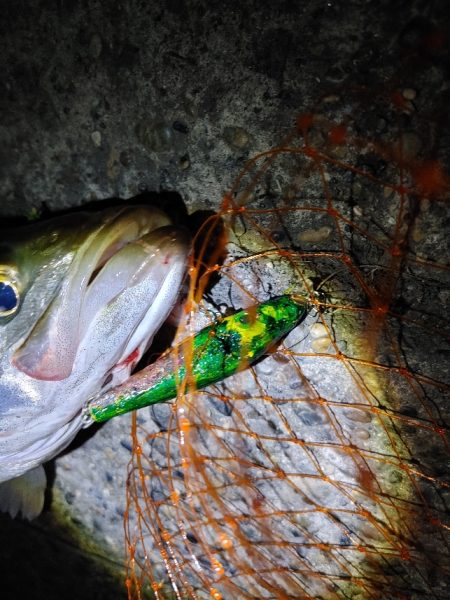 シーバス2匹　複数は難しいです