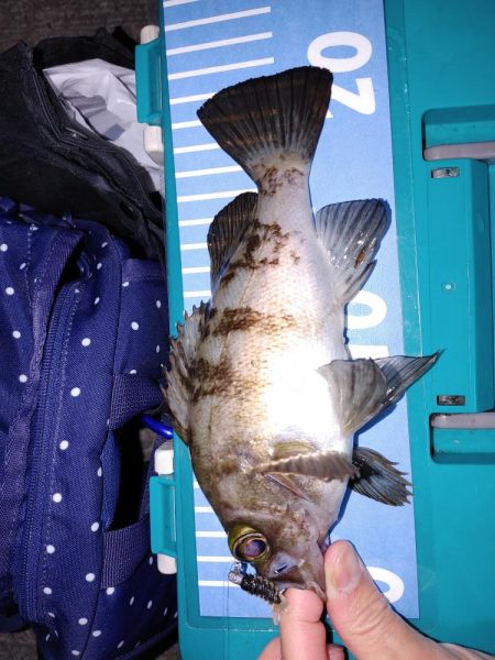 エギング　メバリング