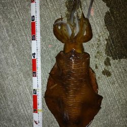 エギング、ちょっとだけメバリング