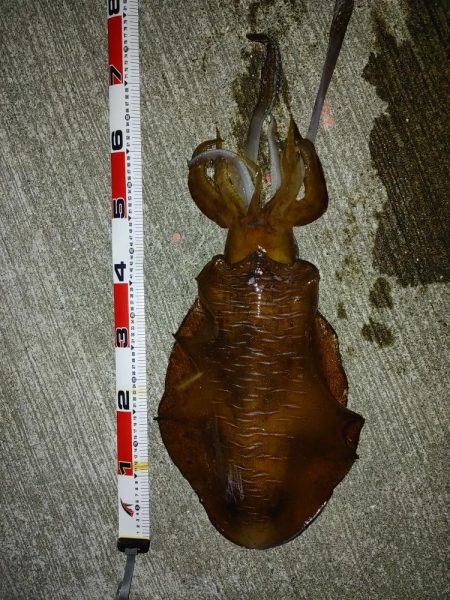 エギング、ちょっとだけメバリング