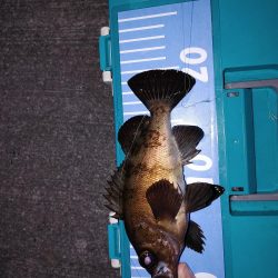 エギング、たまにメバリング