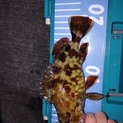 エギングたまにアジング