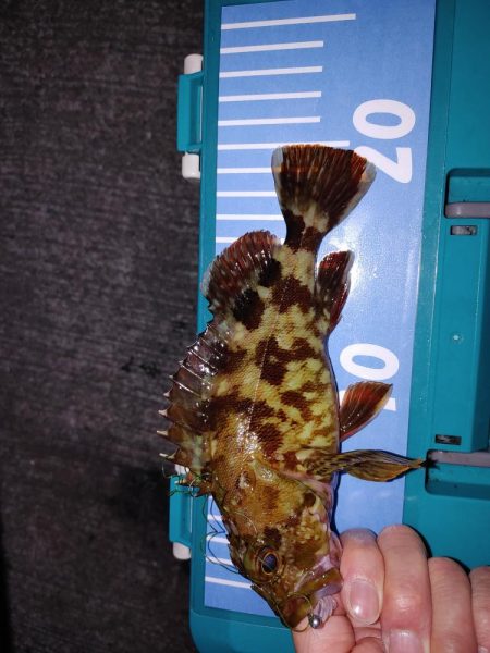 エギングたまにアジング