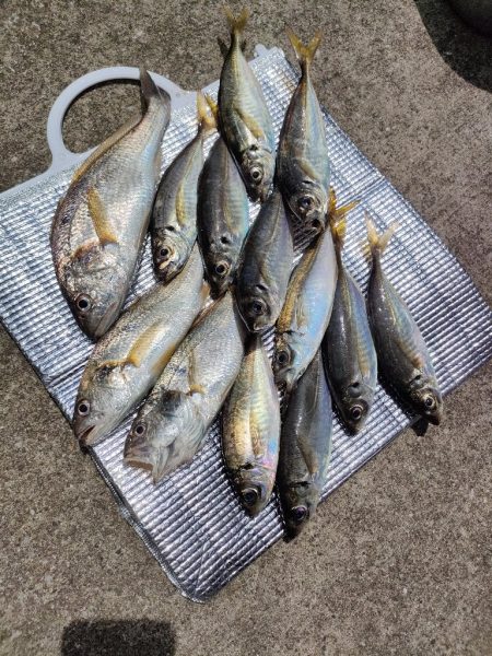 釣り幸でライトアジ